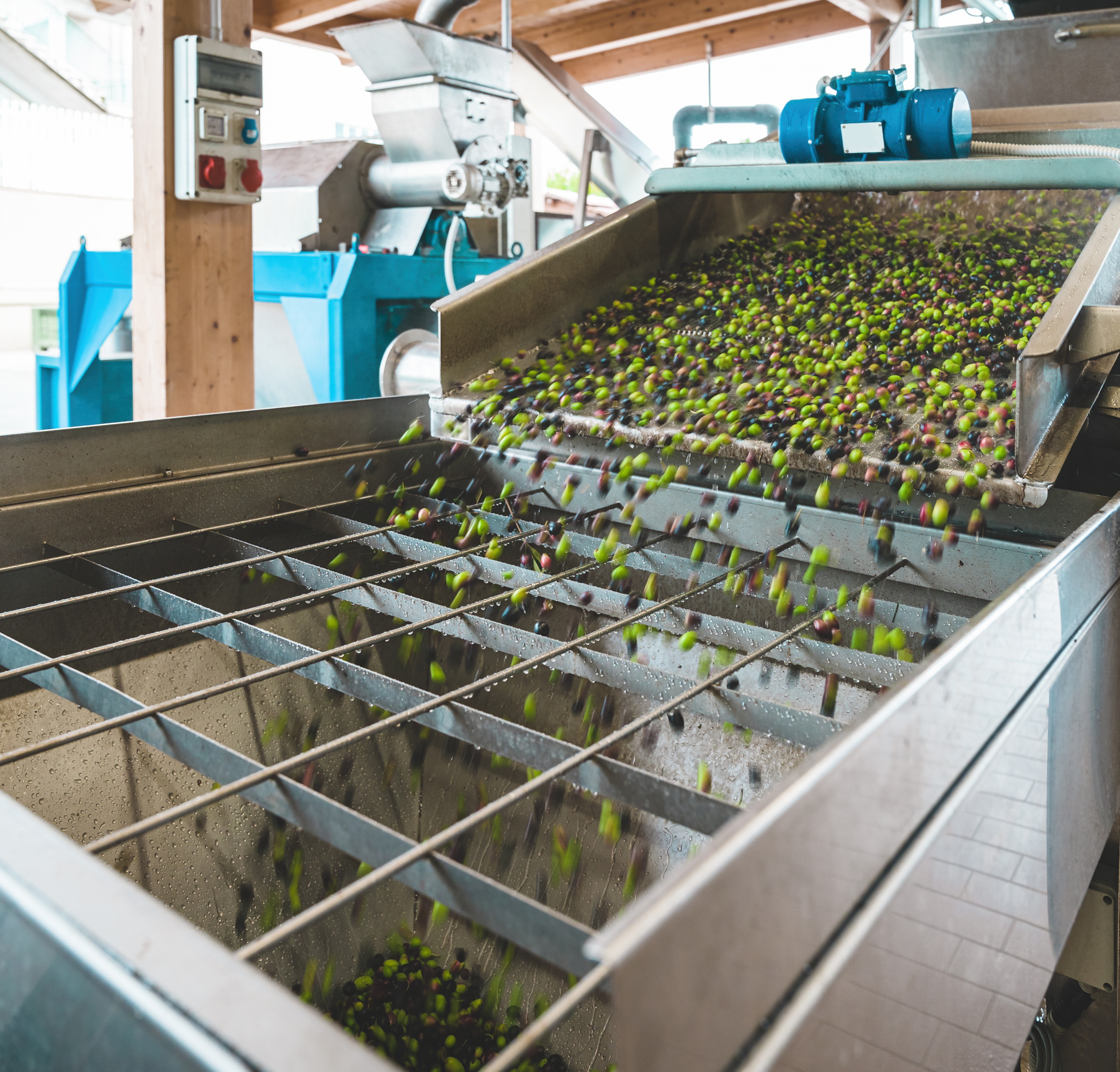 Processo di molitura a freddo per olio extravergine siciliano