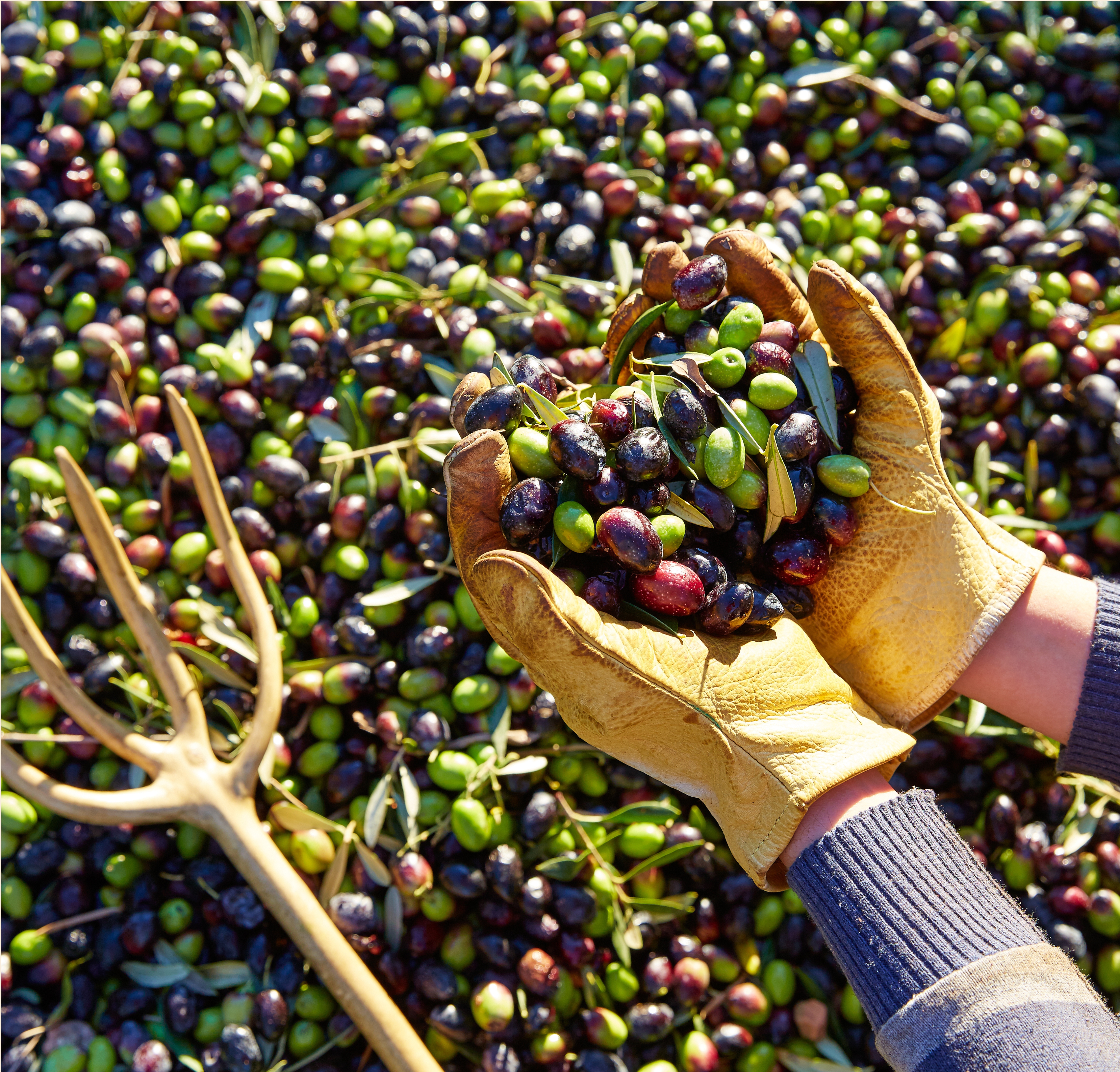 Olive appena raccolte pronte per la frangitura e la molitura a freddo