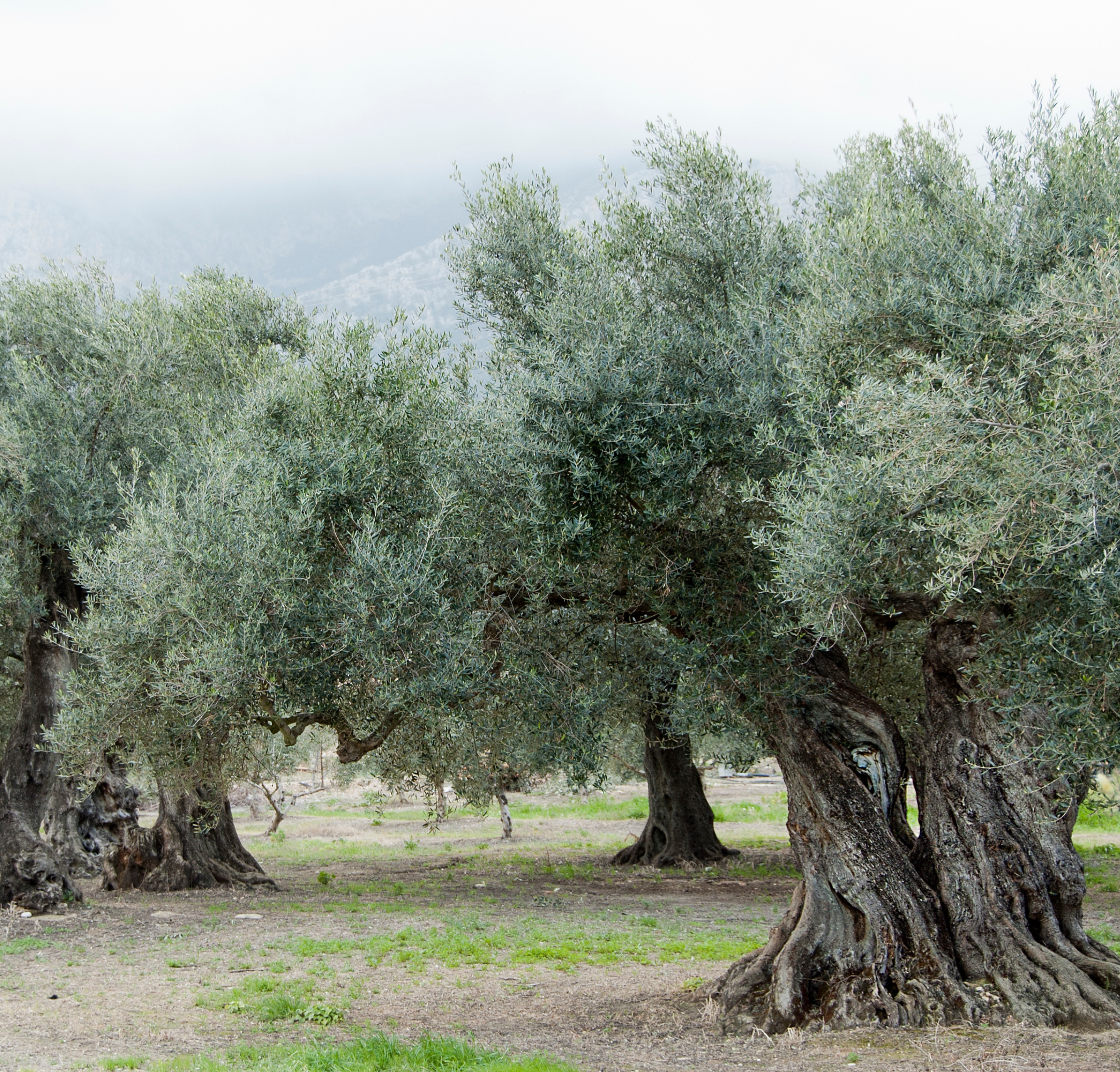 Ulivi secolari dell'Azienda Agricola Cammarata Carmelina a Campobello di Licata