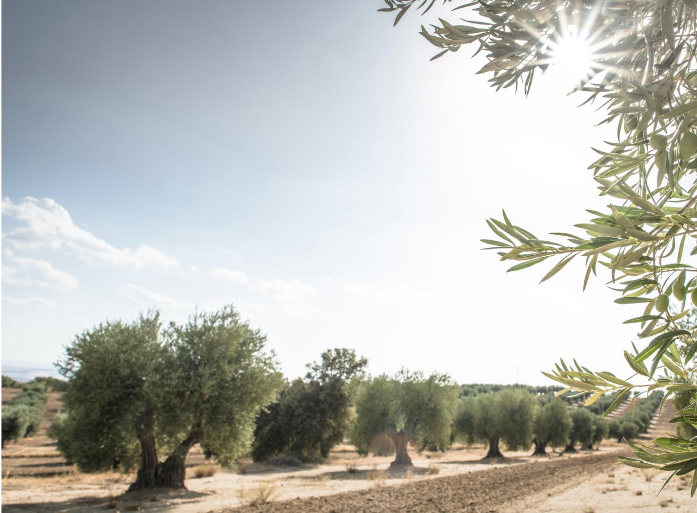 Uliveto siciliano ad Agrigento